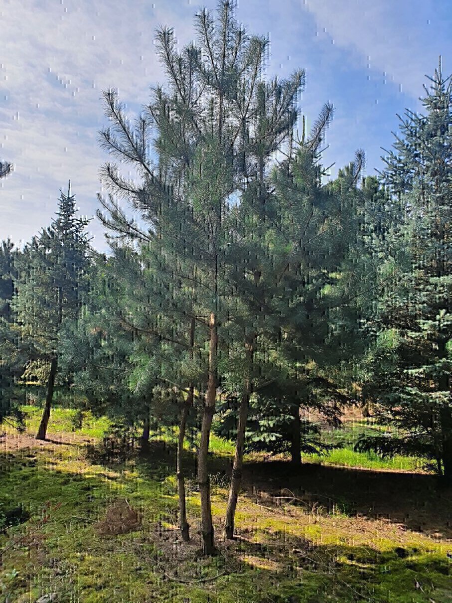7. Pinus sylvestris